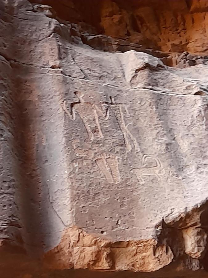 Wadi Rum Camels Camp 外观 照片