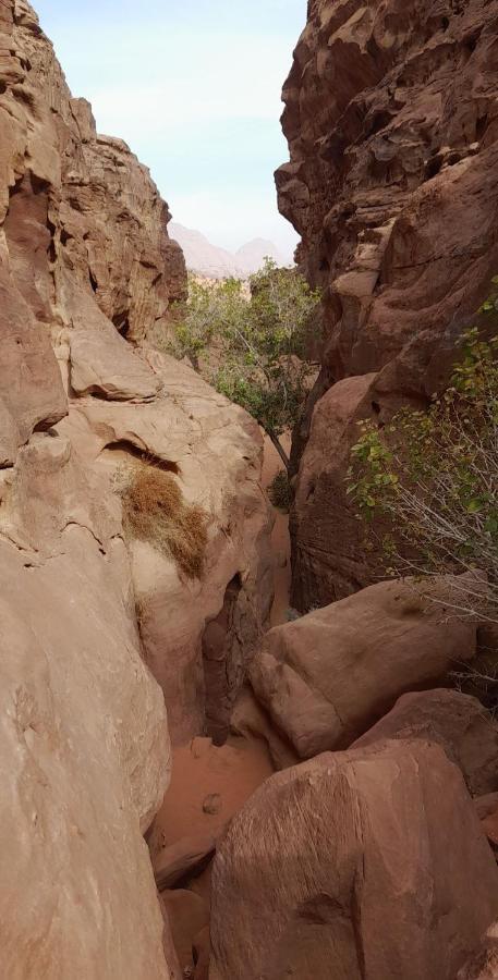 Wadi Rum Camels Camp 外观 照片